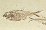 Two Detailed Fossil Fish (Diplomystus) - Wyoming #240378-1